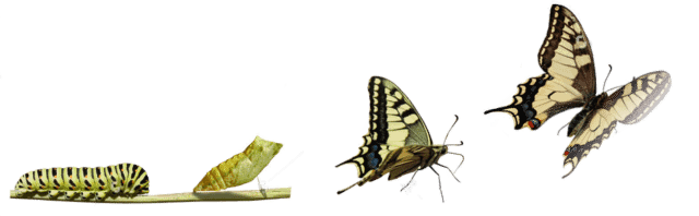 vállalkozás növekedés